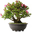 Rhododendron indicum Osakazuki, 52 cm, ± 30 Jahre alt