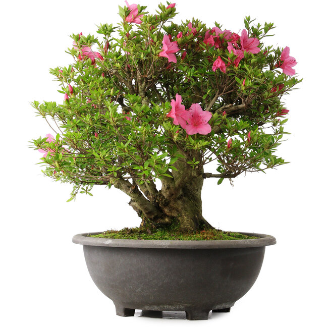 Rhododendron indicum Osakazuki, 52 cm, ± 30 Jahre alt