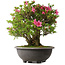 Rhododendron indicum Osakazuki, 52 cm, ± 30 jaar oud