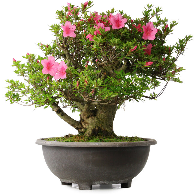 Rhododendron indicum Osakazuki, 52 cm, ± 30 years old