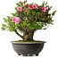 Rhododendron indicum Osakazuki, 52 cm, ± 30 Jahre alt