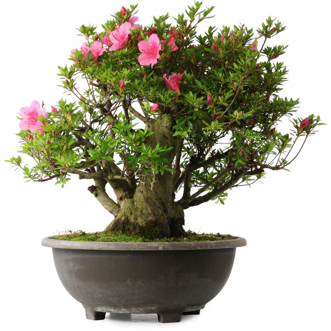 Rhododendron indicum Osakazuki, 52 cm, ± 30 Jahre alt