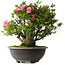 Rhododendron indicum Osakazuki, 52 cm, ± 30 jaar oud