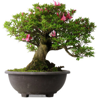Rhododendron indicum Osakazuki, 48,5 cm, ± 30 jaar oud