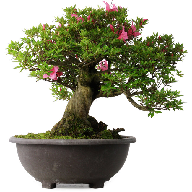 Rhododendron indicum Osakazuki, 48,5 cm, ± 30 jaar oud