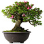 Rhododendron indicum Osakazuki, 48,5 cm, ± 30 jaar oud