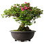 Rhododendron indicum Osakazuki, 48,5 cm, ± 30 jaar oud
