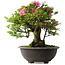 Rhododendron indicum Osakazuki, 48,5 cm, ± 30 jaar oud