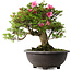 Rhododendron indicum Osakazuki, 48,5 cm, ± 30 jaar oud