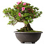 Rhododendron indicum Osakazuki, 48,5 cm, ± 30 jaar oud