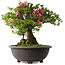 Rhododendron indicum Osakazuki, 48,5 cm, ± 30 jaar oud