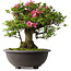 Rhododendron indicum Osakazuki, 48,5 cm, ± 30 jaar oud