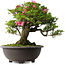Rhododendron indicum Osakazuki, 48,5 cm, ± 30 jaar oud