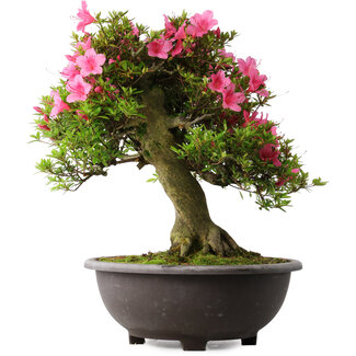 Rhododendron indicum Osakazuki, 50 cm, ± 30 jaar oud