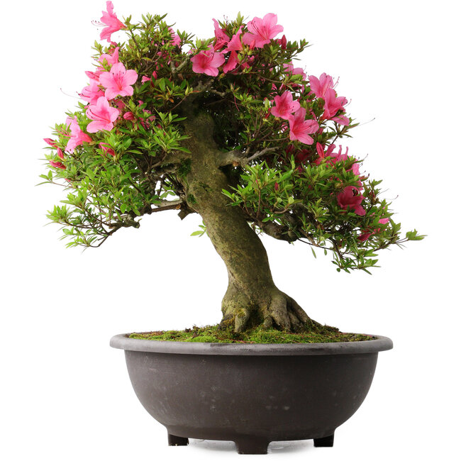 Rhododendron indicum Osakazuki, 50 cm, ± 30 jaar oud
