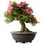 Rhododendron indicum Osakazuki, 50 cm, ± 30 jaar oud