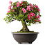 Rhododendron indicum Osakazuki, 50 cm, ± 30 jaar oud