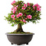Rhododendron indicum Osakazuki, 50 cm, ± 30 jaar oud