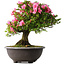 Rhododendron indicum Osakazuki, 50 cm, ± 30 jaar oud