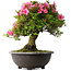 Rhododendron indicum Osakazuki, 50 cm, ± 30 jaar oud
