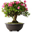 Rhododendron indicum Osakazuki, 50 cm, ± 30 jaar oud