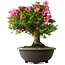 Rhododendron indicum Osakazuki, 50 cm, ± 30 jaar oud