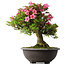 Rhododendron indicum Osakazuki, 50 cm, ± 30 jaar oud