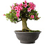 Rhododendron indicum Osakazuki, 46 cm, ± 30 jaar oud