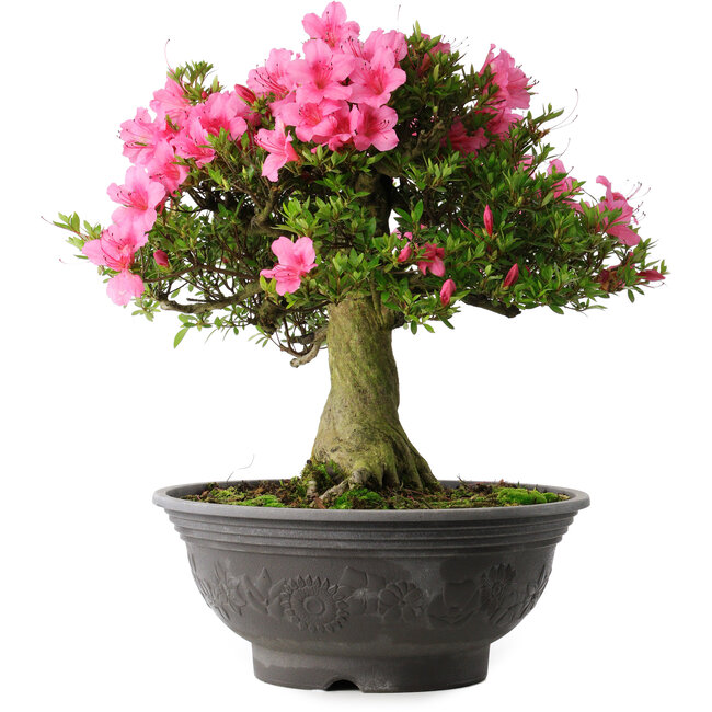 Rhododendron indicum Osakazuki, 46 cm, ± 30 Jahre alt