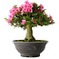 Rhododendron indicum Osakazuki, 46 cm, ± 30 jaar oud