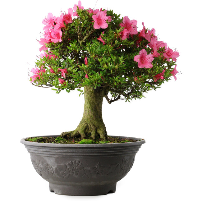 Rhododendron indicum Osakazuki, 46 cm, ± 30 Jahre alt