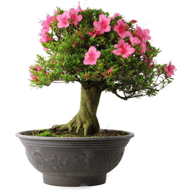 Rhododendron indicum Osakazuki, 46 cm, ± 30 Jahre alt