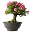 Rhododendron indicum Osakazuki, 46 cm, ± 30 jaar oud
