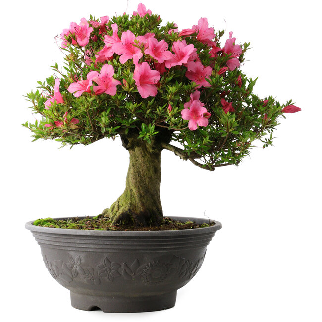 Rhododendron indicum Osakazuki, 46 cm, ± 30 Jahre alt