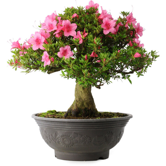 Rhododendron indicum Osakazuki, 46 cm, ± 30 Jahre alt