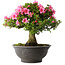 Rhododendron indicum Osakazuki, 46 cm, ± 30 jaar oud