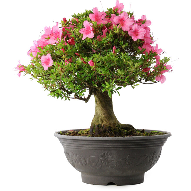 Rhododendron indicum Osakazuki, 46 cm, ± 30 Jahre alt