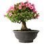Rhododendron indicum Osakazuki, 46 cm, ± 30 ans