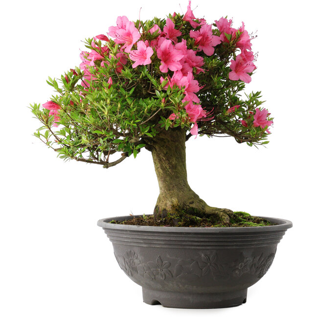 Rhododendron indicum Osakazuki, 46 cm, ± 30 Jahre alt