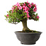 Rhododendron indicum Osakazuki, 46 cm, ± 30 jaar oud