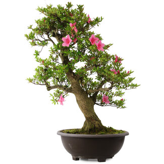 Rhododendron indicum Osakazuki, 78 cm, ± 30 jaar oud