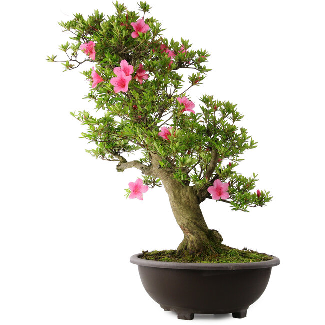 Rhododendron indicum Osakazuki, 78 cm, ± 30 Jahre alt