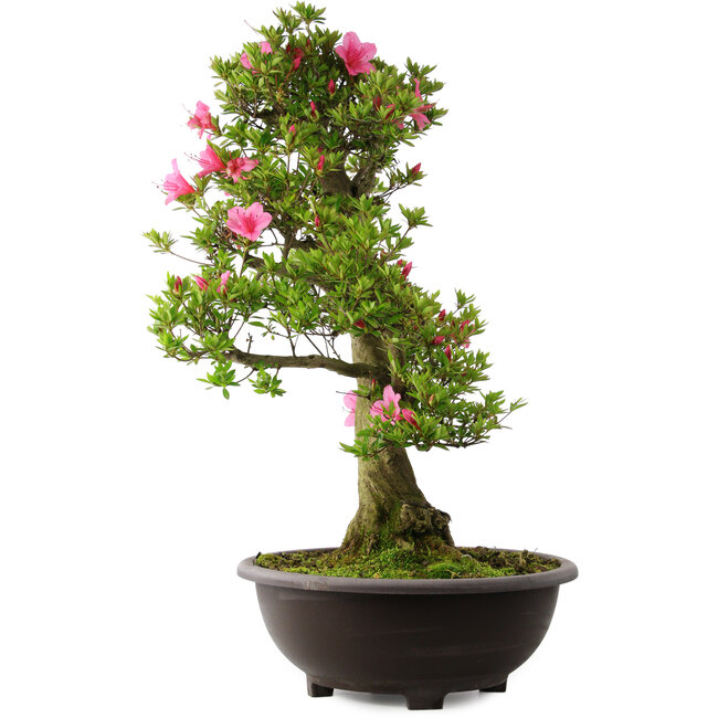 Rhododendron indicum Osakazuki, 78 cm, ± 30 years old