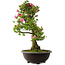Rhododendron indicum Osakazuki, 78 cm, ± 30 Jahre alt