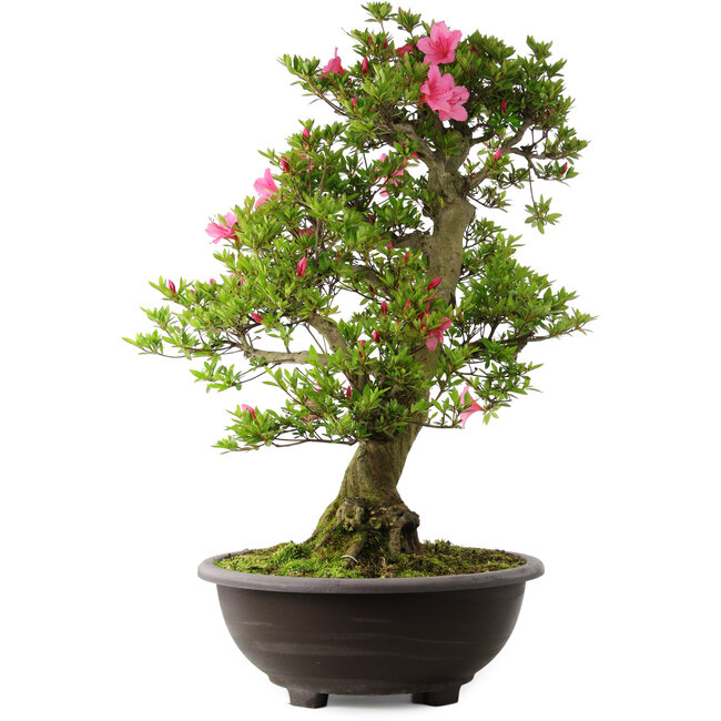 Rhododendron indicum Osakazuki, 78 cm, ± 30 Jahre alt