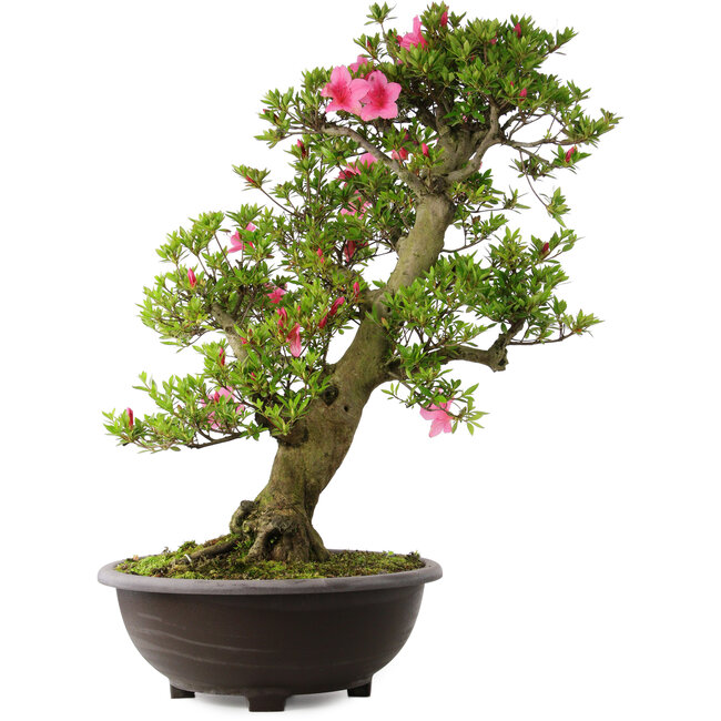 Rhododendron indicum Osakazuki, 78 cm, ± 30 Jahre alt