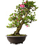 Rhododendron indicum Osakazuki, 78 cm, ± 30 jaar oud