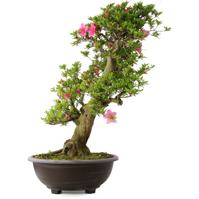 Rhododendron indicum Osakazuki, 78 cm, ± 30 years old