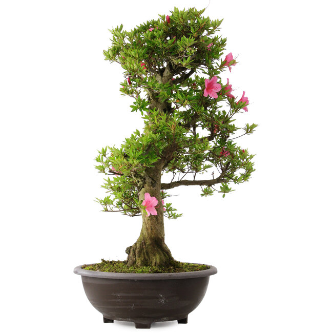 Rhododendron indicum Osakazuki, 78 cm, ± 30 Jahre alt