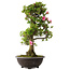 Rhododendron indicum Osakazuki, 78 cm, ± 30 Jahre alt